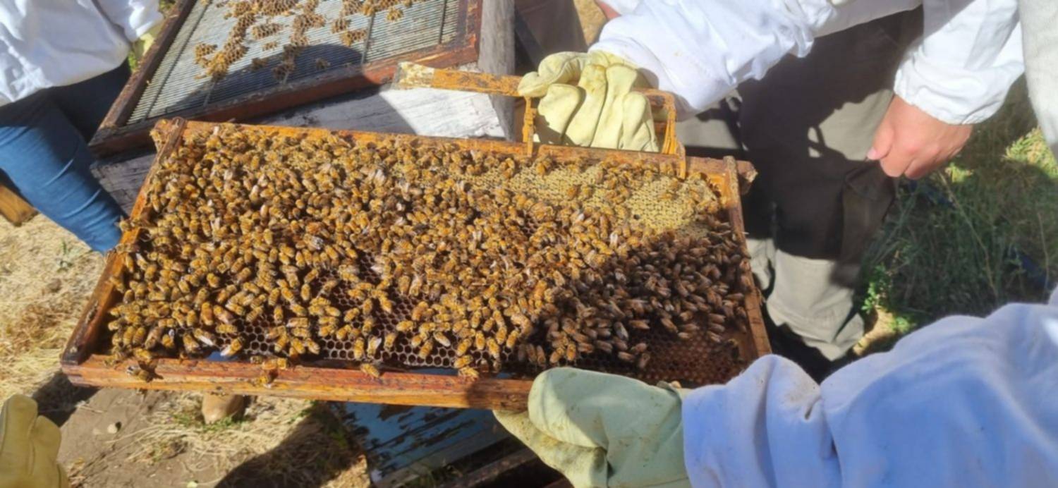 Esquel: Retomaron las actividades enmarcadas en el "Curso de Iniciación Apícola"