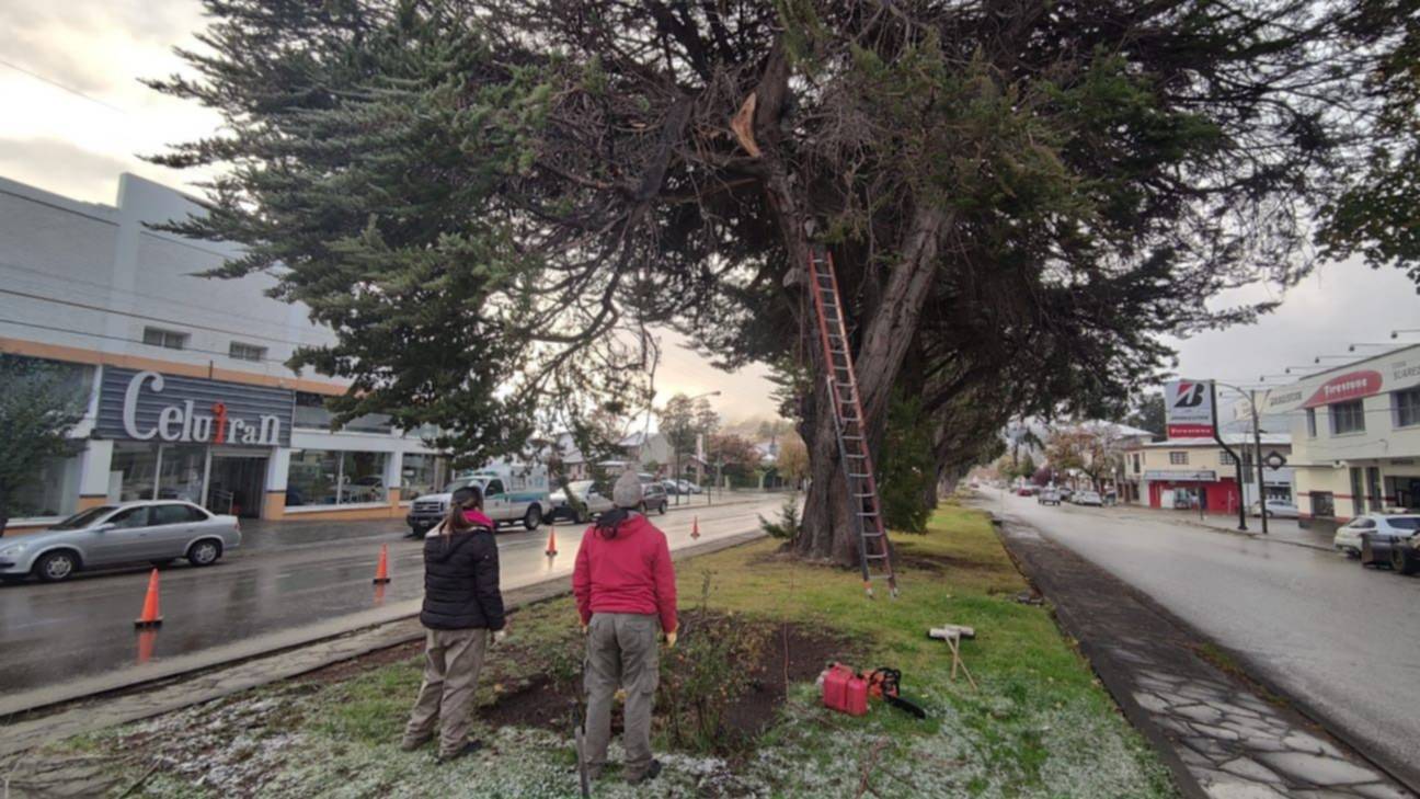 Atención: Cortan árboles de gran porte en plazoleta de Avenida Fontana