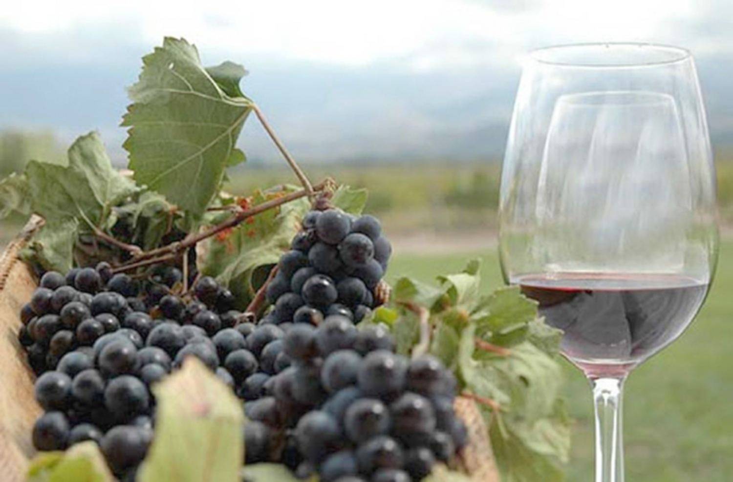 Esquel: Convocan a participar de una capacitación orientada a la vitivinicultura chubutense