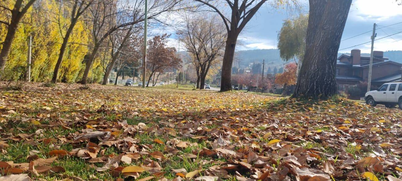 ¿Qué hacer con las hojas secas y quebradizas del otoño?