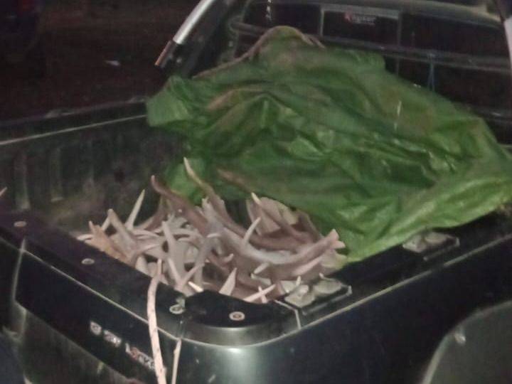 Control policial: Incautaron una importante cantidad de astas de ciervo y carne de potro