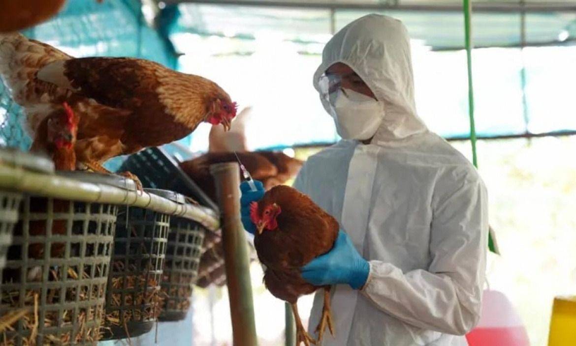 Confirmaron un nuevo foco de Gripe Aviar en Chubut