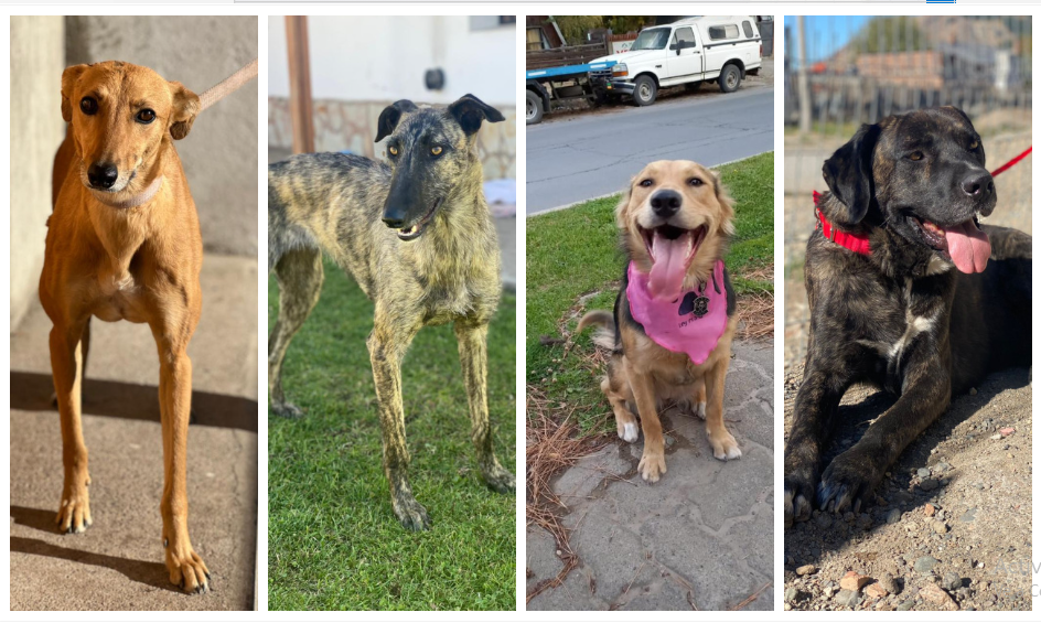 Urgente: FADAES busca adoptantes para tres perras y un perro