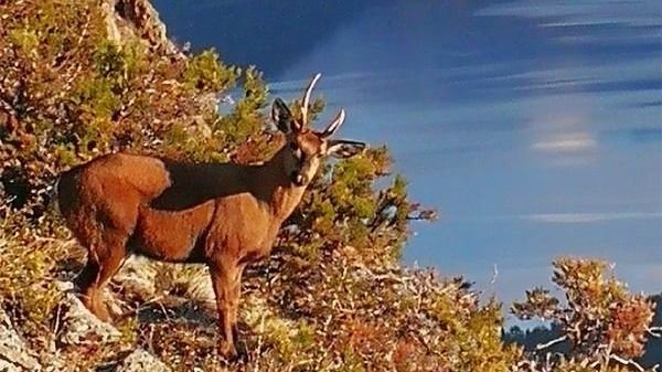 Nuevo avistaje de Huemul en el Parque Nacional Los Alerces