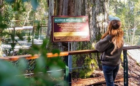 ¡Ya podés conocer el Alerzal Milenario en el Parque Nacional Los Alerces!