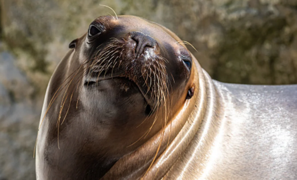 Analysis of samples from 3 dead sea lions and 2 other symptomatic sea lions in Chubut Province