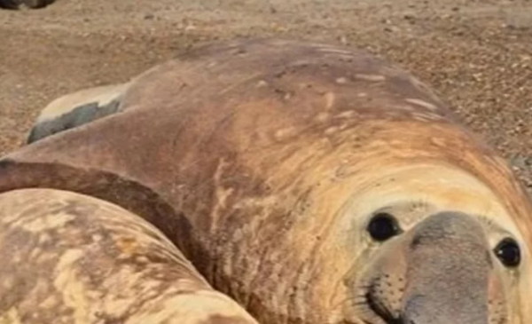 They confirm first case of bird flu in elephant seals in Chubut province