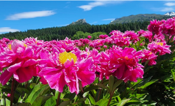 Field of Peonies, an exotic export beauty